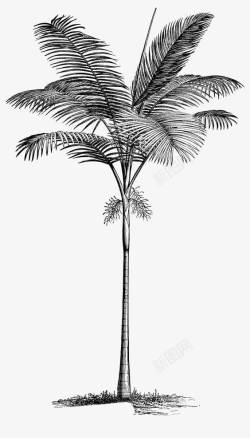 针形叶子椰子叶片高清图片