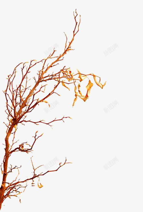 金色缠绕的树枝png免抠素材_新图网 https://ixintu.com 树木 树枝 秋天 秋季 缠绕 缠绕树枝 缠绕的树枝 落叶 金色 随意