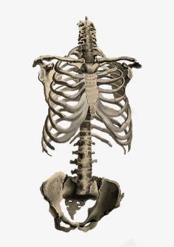人体绘画躯体的骨头高清图片