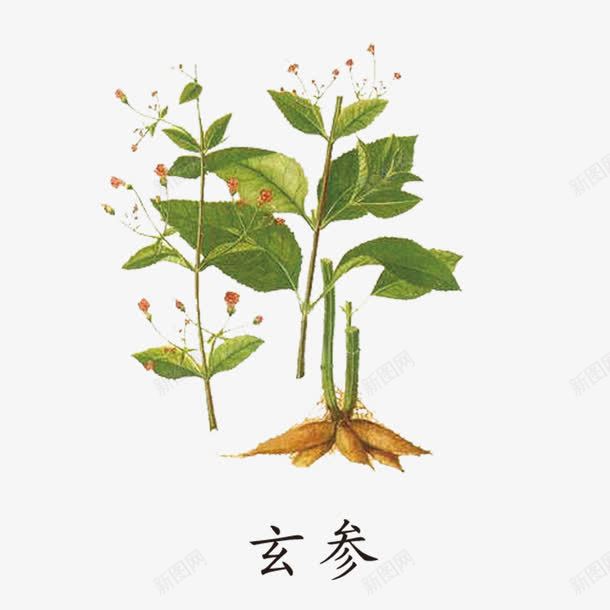 玄参草药png免抠素材_新图网 https://ixintu.com 中国风草药 玄参 草药 草药植物 药草