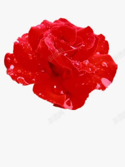 芬芳的蔷薇png免抠素材_新图网 https://ixintu.com 优雅 水珠 素材 红色