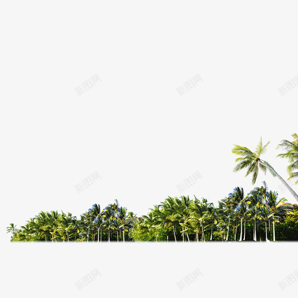 茂密的椰子树psd免抠素材_新图网 https://ixintu.com 椰子树 海边 茂盛 远望