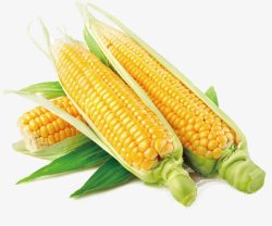 新鲜玉米棒玉米高清图片