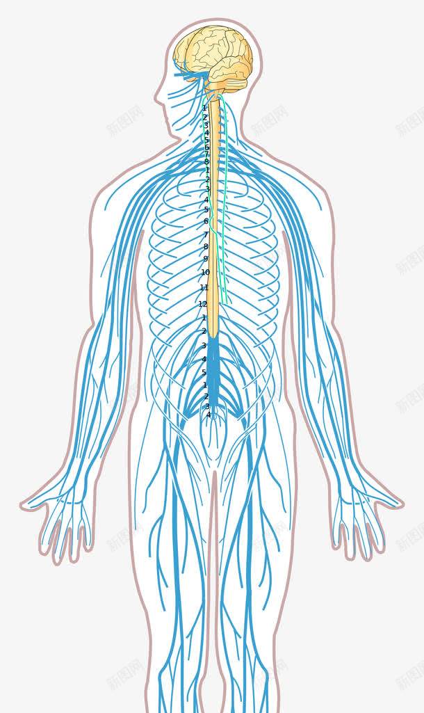人体神经系统结构示意图png免抠素材_新图网 https://ixintu.com 人体组织 神经系统 神经结构 脊神经 脑神经