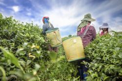 茶农茶农背着箩筐采撷茶叶高清图片