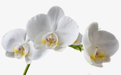 美丽花枝白色花朵高清图片