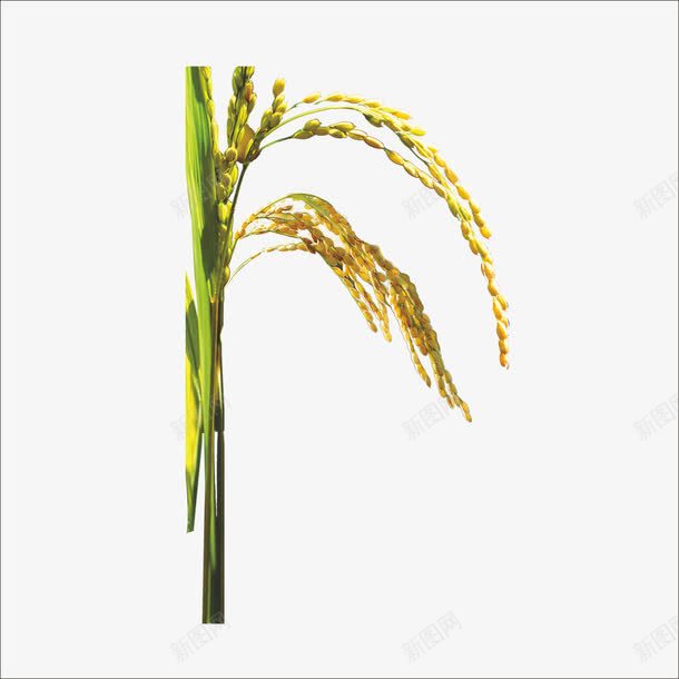 稻谷png免抠素材_新图网 https://ixintu.com 优质大米 稻米 米粒