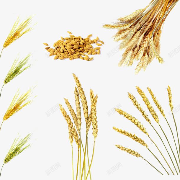 各种小麦png免抠素材_新图网 https://ixintu.com 丰收 金色 麦穗 麦粒