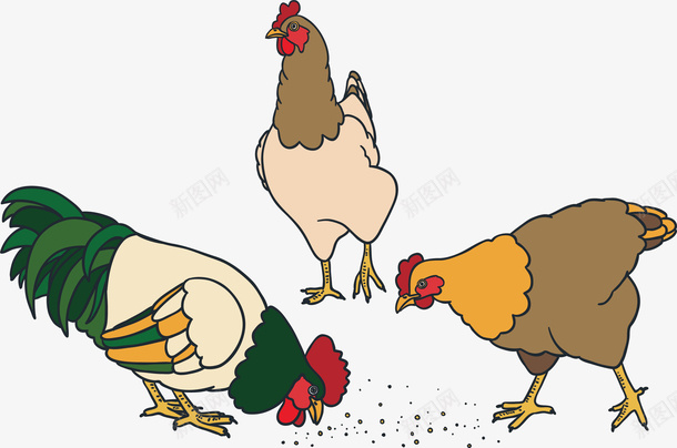 吃小米的公鸡png免抠素材_新图网 https://ixintu.com 三只公鸡 公鸡 养鸡场 吃米的公鸡 手绘公鸡 矢量png