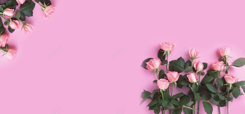 玫瑰花粉色背景jpg设计背景_新图网 https://ixintu.com 梦幻 浪漫 海报banner 玫瑰花 粉色玫瑰 粉色背景
