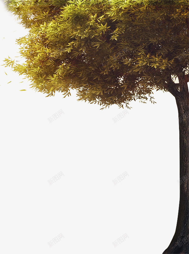秋天里落叶的一棵树png免抠素材_新图网 https://ixintu.com 一棵树 秋天 落叶 黄色