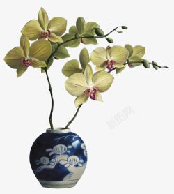 蓝色蝴蝶兰蓝色花瓶中的蝴蝶兰高清图片