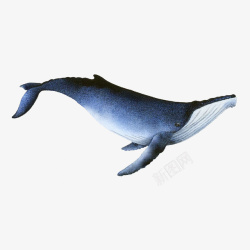 探索海洋一只手绘蓝色座头鲸插图高清图片