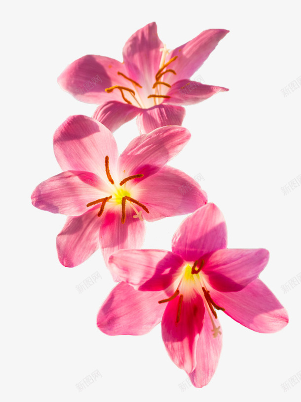 粉红色的三朵小花png免抠素材_新图网 https://ixintu.com 三朵花 植物 盛开的花 粉红色花