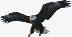 攻击性攻击性的雄鹰大图高清图片