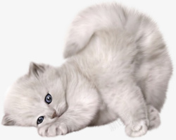 白色撒娇宠物猫素材
