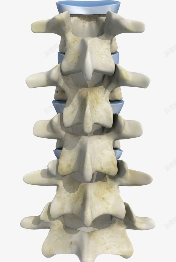 腰椎骨骼模型png免抠素材_新图网 https://ixintu.com 人体结构 环环相扣 脊椎 腰椎