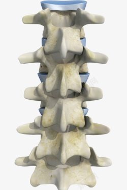 人体嵴椎穴位腰椎骨骼模型高清图片
