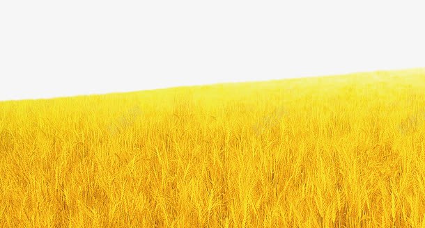 小麦背景png免抠素材_新图网 https://ixintu.com 丰收季节 小麦 背景 金黄 食品餐饮 麦田背景