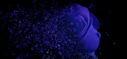 花朵碎片蓝色妖姬碎片化高清图片