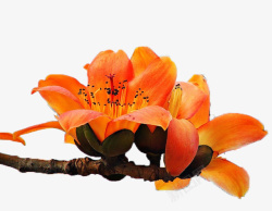 橘红色花朵橘红色的木棉花高清图片