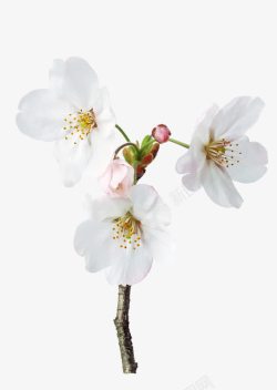 三朵白梨花花瓣素材