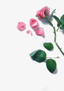 摄影艺术粉红色的玫瑰花素材