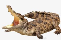 伸舌头的大嘴巴野生鳄鱼高清图片