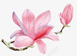 粉红色带香味纹理的玉兰花瓣实物素材