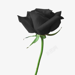 诱人的黑色玫瑰素材
