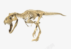骸骨PNG矢量图逼真的霸王龙全身骨架实物高清图片