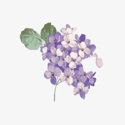 绣花植物手绘紫色调绣花球高清图片
