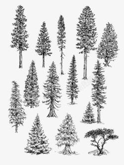 针形叶片手绘小树高清图片