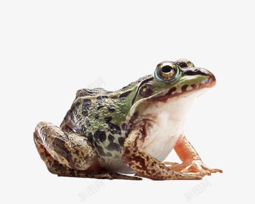 青蛙抓告诉你png免抠素材_新图网 https://ixintu.com 动物 矢量装饰 蛤蟆 装饰 青蛙