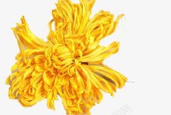黄色的金丝菊经过日照风吹风干的黄色金丝菊花高清图片
