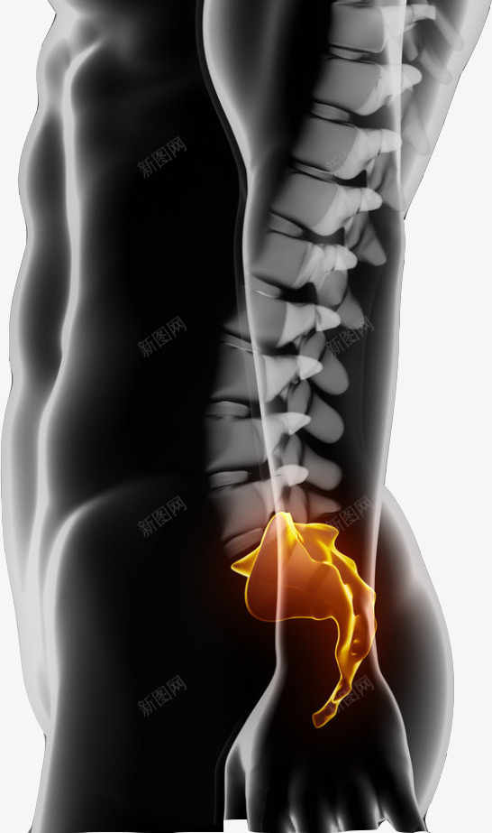 医学研究的脊椎图png免抠素材_新图网 https://ixintu.com 健康 准确图 医学研究 对人的重要性 男性 背部脊椎 防疾病