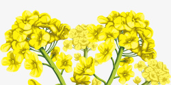 卡通手绘黄色油菜花插画素材