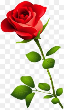 一束红玫瑰一束盛开绿叶衬托红玫瑰花高清图片