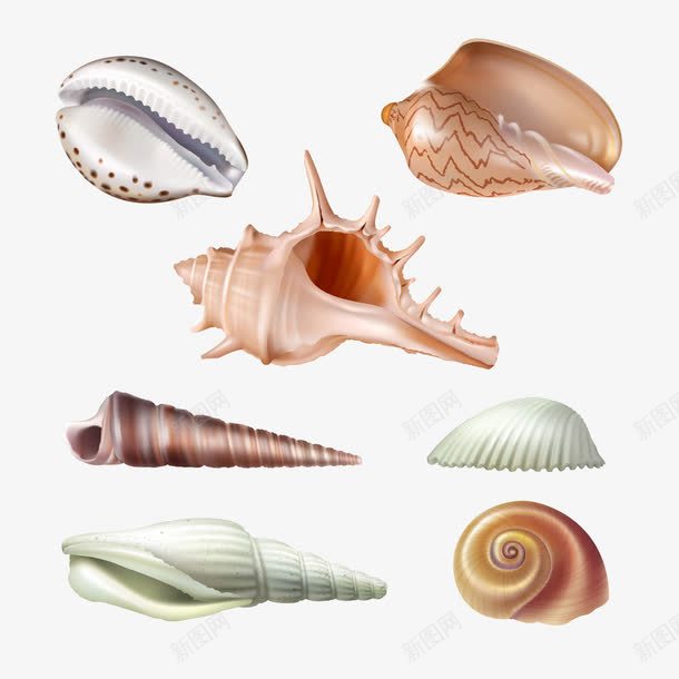 手绘海螺png免抠素材_新图网 https://ixintu.com 其他 卡通海螺 图形 图案 海螺 海螺设计 生活百科 矢量图案 贝壳
