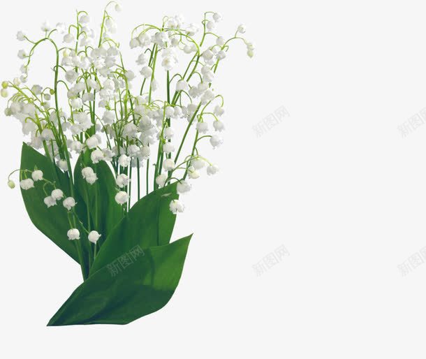 白色满天星png免抠素材_新图网 https://ixintu.com png 植物 满天星 白色 花朵