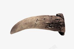 石头裂纹带孔的牙齿化石实物高清图片