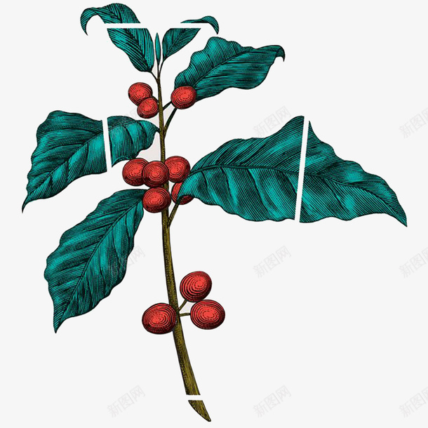 咖啡豆植物装饰图案png免抠素材_新图网 https://ixintu.com 咖啡豆 新鲜的咖啡豆 果子 树叶 植物 生长的咖啡豆