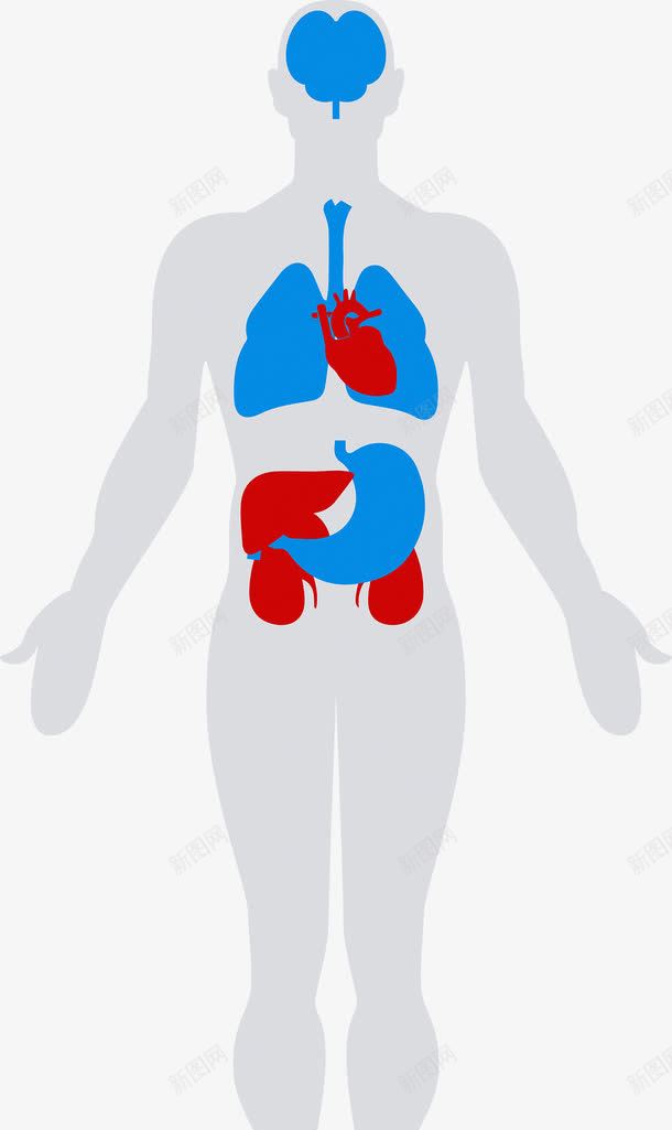 人体内部结构png免抠素材_新图网 https://ixintu.com 人体 内部 器官 心脏 结构