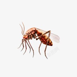 灭蚊广告素材飞着的蚊子高清图片