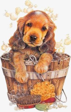 木盆里的榴莲木盆里的狗高清图片