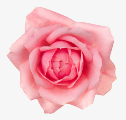 粉红色有观赏性盛开的一朵大花实素材