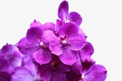 漂亮紫色珠花图片一簇花高清图片