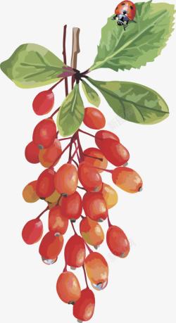 水果葡萄红枣素材