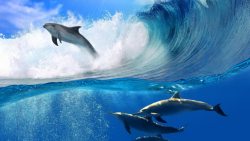 涌浪波涛凶涌浪花里的海豚高清图片