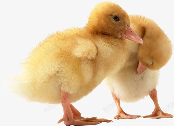 两只小鸭子png免抠素材_新图网 https://ixintu.com 动物 可爱的鸭子 小鸭子 毛茸茸的鸭子 禽类 雏鸭